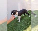 Small Photo #1 Boston Terrier Puppy For Sale in SAN FERNANDO, CA, USA
