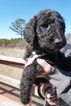 Small Photo #8 Airedoodle Puppy For Sale in FORT WORTH, TX, USA