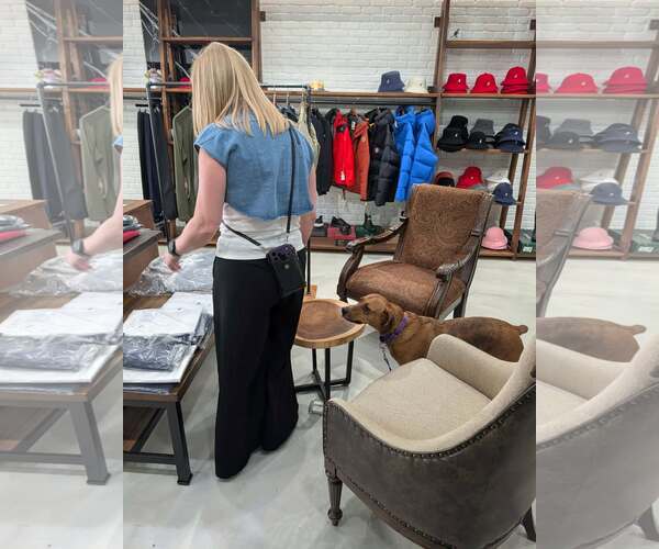Medium Photo #5 Redbone Coonhound-Unknown Mix Puppy For Sale in Westwood, NJ, USA