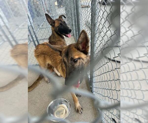 Medium Photo #1 Mutt Puppy For Sale in Bakersfield, CA, USA