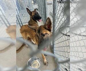 Mutt Dogs for adoption in Bakersfield, CA, USA