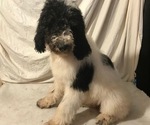 Small Photo #7 Poodle (Standard) Puppy For Sale in ABBEVILLE, LA, USA