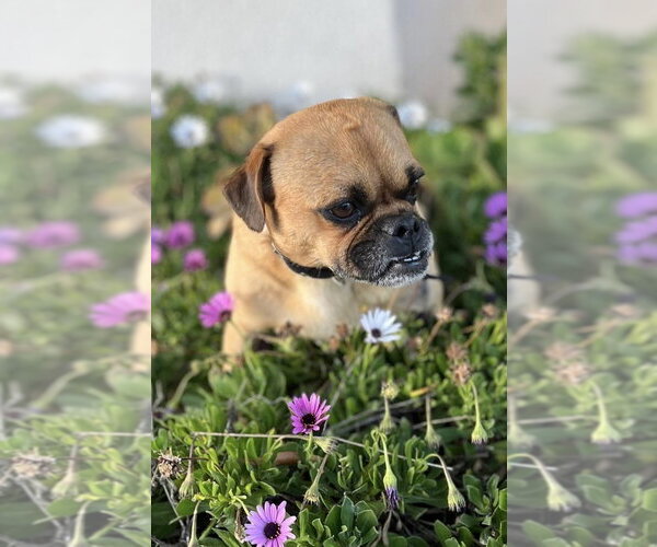 Medium Photo #4 Chug Puppy For Sale in San Diego, CA, USA