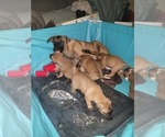 Puppy 5 German Shepherd Dog-Malinois Mix
