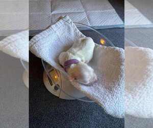 Medium Coton de Tulear