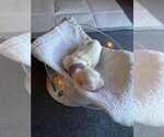 Puppy Athena Coton de Tulear