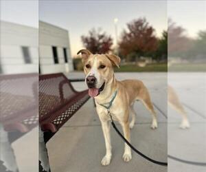Labrador Retriever-Unknown Mix Dogs for adoption in Las Vegas, NV, USA