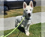 Small #1 Samoyed-white german shepherd Mix