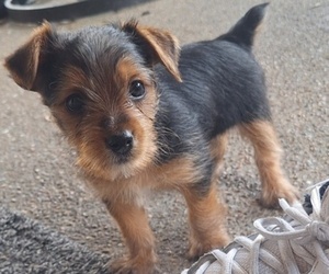 Yorkshire Terrier Puppy for sale in HOUSTON, TX, USA