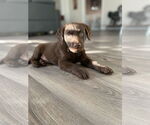 Small #7 Labrador Retriever