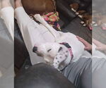 Small #20 Boxer Mix
