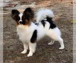 Small Photo #1 Papillon Puppy For Sale in FREWSBURG, NY, USA