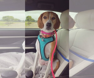 Zoe *sweet & quiet* - Female American Foxhound-Beagle Mix Dog for Adoption - Photo #8