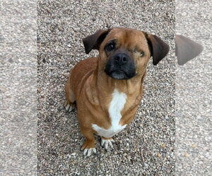 Bramble- our little one eyed hero - Male Pug-Unknown Mix Dog for Adoption - Photo #2