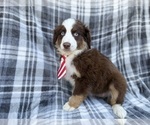 Small #5 Miniature Australian Shepherd