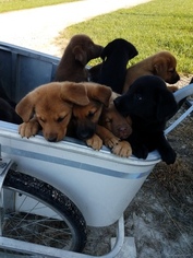 Labrador Retriever-Unknown Mix Puppy for sale in ARTHUR, IL, USA