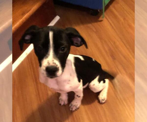 Medium Photo #2 Labrador Retriever-Unknown Mix Puppy For Sale in Yardley, PA, USA