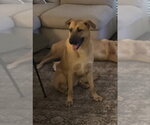 Small #9 Anatolian Shepherd Mix