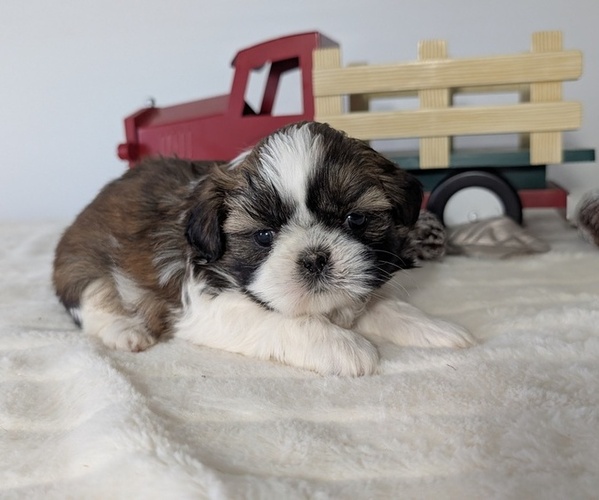 Medium Photo #20 Shih Tzu Puppy For Sale in GOSHEN, IN, USA
