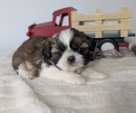 Small Photo #20 Shih Tzu Puppy For Sale in GOSHEN, IN, USA