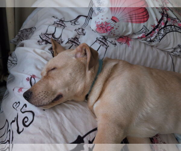 Medium Photo #7 Labrador Retriever-Unknown Mix Puppy For Sale in Brooklyn Center, MN, USA
