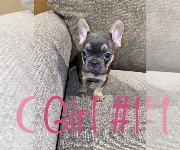 Medium Photo #1 French Bulldog Puppy For Sale in HOPKINSVILLE, KY, USA