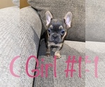 Small Photo #1 French Bulldog Puppy For Sale in HOPKINSVILLE, KY, USA