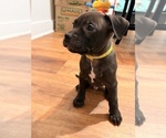 Puppy Yellow Pup American Bandogge mastiff