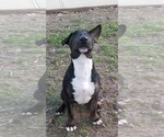Small Photo #5 Bull Terrier Puppy For Sale in CHESAPEAKE, VA, USA