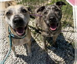 Small #1 Catahoula Leopard Dog Mix