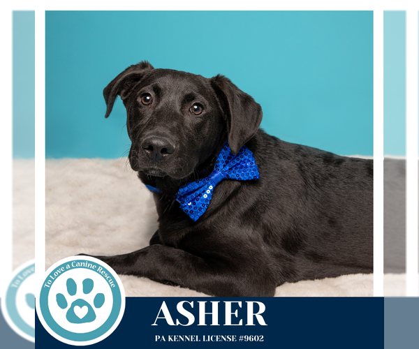 Medium Photo #11 Boxador Puppy For Sale in Kimberton, PA, USA