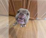 Small #6 Bulldog Mix