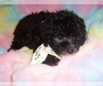Small #1 Poodle (Toy)