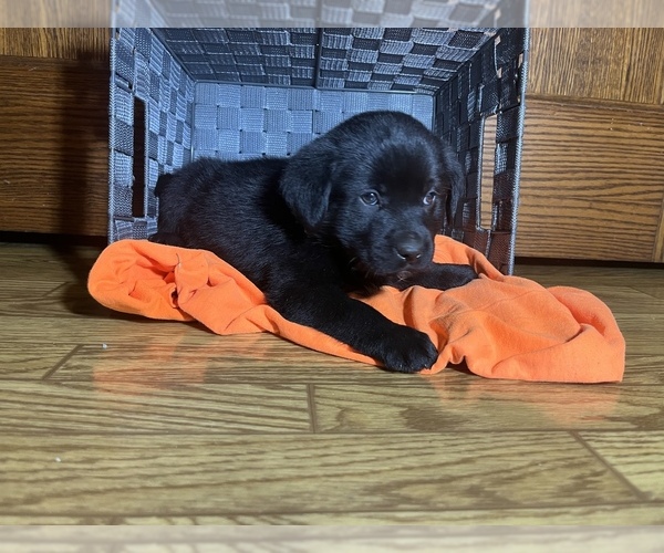 Full screen Photo #8 Labrador Retriever Puppy For Sale in CADWELL, IL, USA