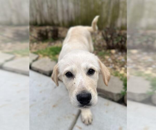 Medium Photo #1 Great Pyrenees-Unknown Mix Puppy For Sale in Yardley, PA, USA
