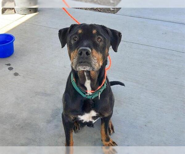 Medium Photo #1 Rottweiler Puppy For Sale in Orange, CA, USA