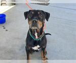 Small Rottweiler