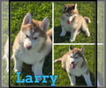 Image preview for Ad Listing. Nickname: Larry