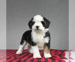 Small Photo #5 Miniature Bernedoodle Puppy For Sale in DALTON, OH, USA