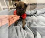 Small Photo #123 Belgian Malinois Puppy For Sale in REESEVILLE, WI, USA