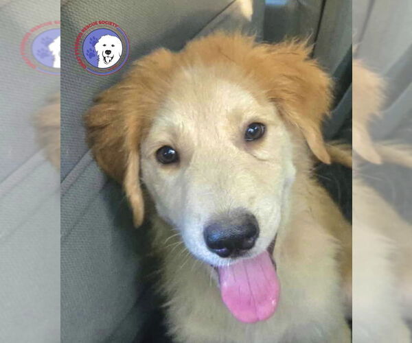 Medium Photo #2 Great Pyrenees Puppy For Sale in Spring, TX, USA