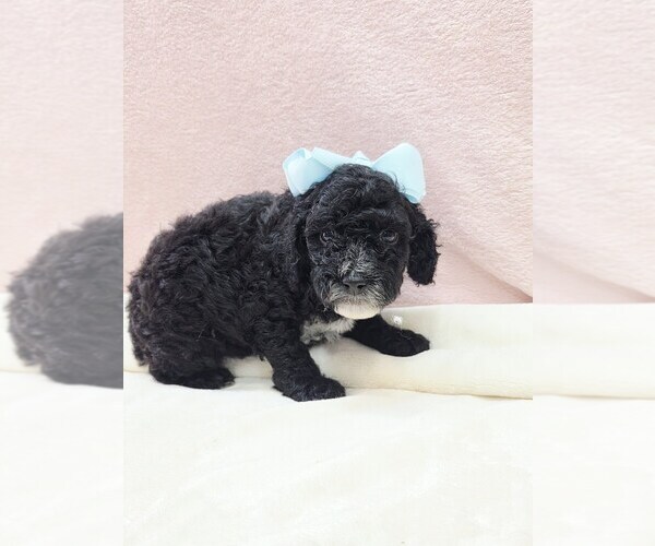 Medium Photo #1 Poodle (Miniature) Puppy For Sale in TAYLOR, TX, USA