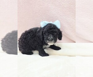 Poodle (Miniature) Puppy for sale in TAYLOR, TX, USA