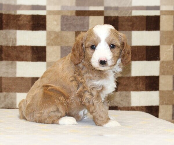 Medium Photo #5 Bernedoodle (Miniature)-Cavapoo (Miniature) Mix Puppy For Sale in DENVER, PA, USA
