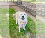 Small #26 Great Pyrenees