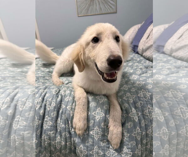 Medium Photo #3 Great Pyrenees-Unknown Mix Puppy For Sale in Houston, TX, USA