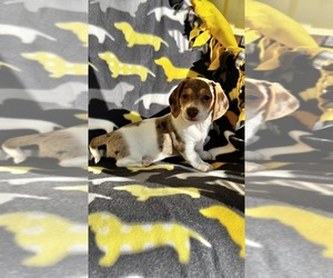 Dachshund Puppy for sale in NORCO, CA, USA