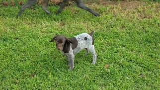German Shorthaired Pointer Puppy for sale in MAGNOLIA, DE, USA