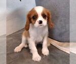 Small #5 Cavalier King Charles Spaniel
