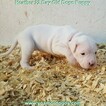 Small Photo #69 Dogo Argentino Puppy For Sale in JANE, MO, USA